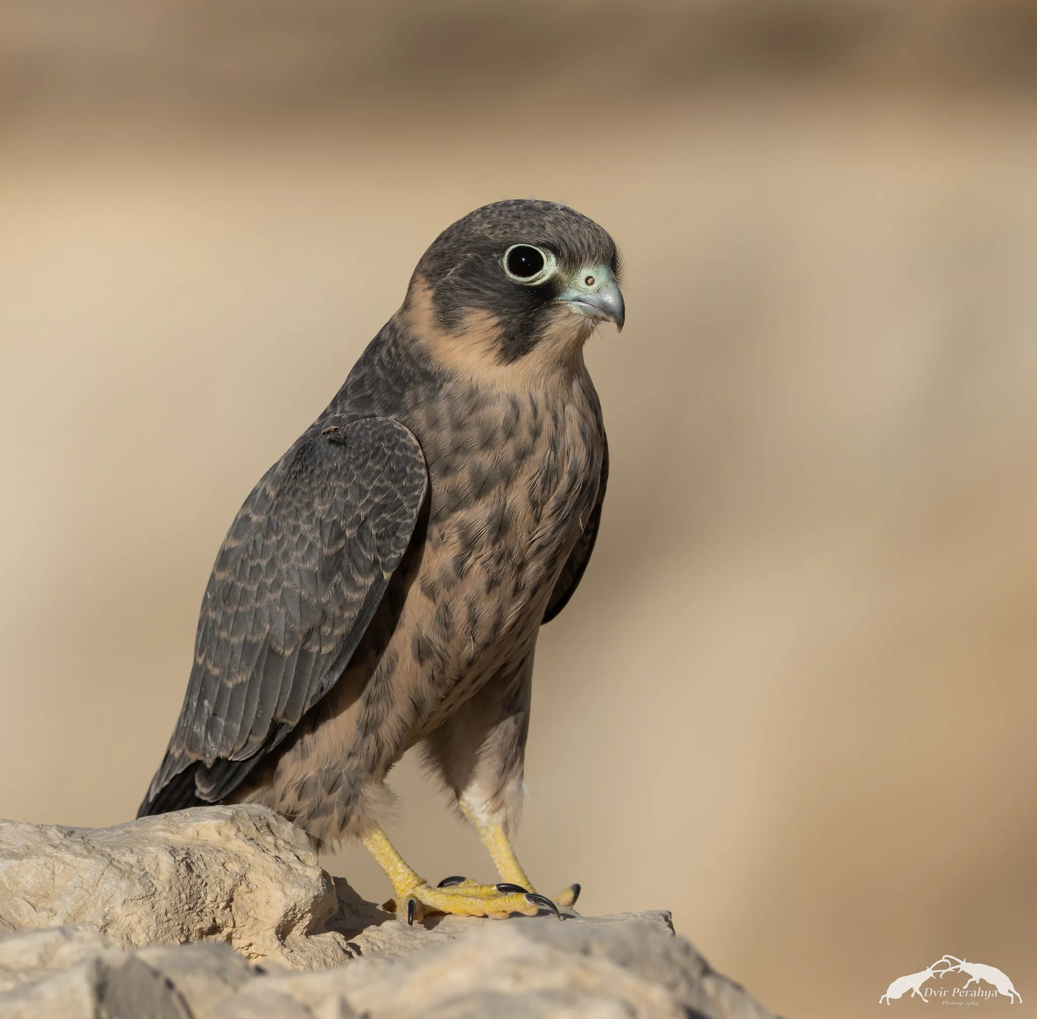 Tel Dor beach at sunset
